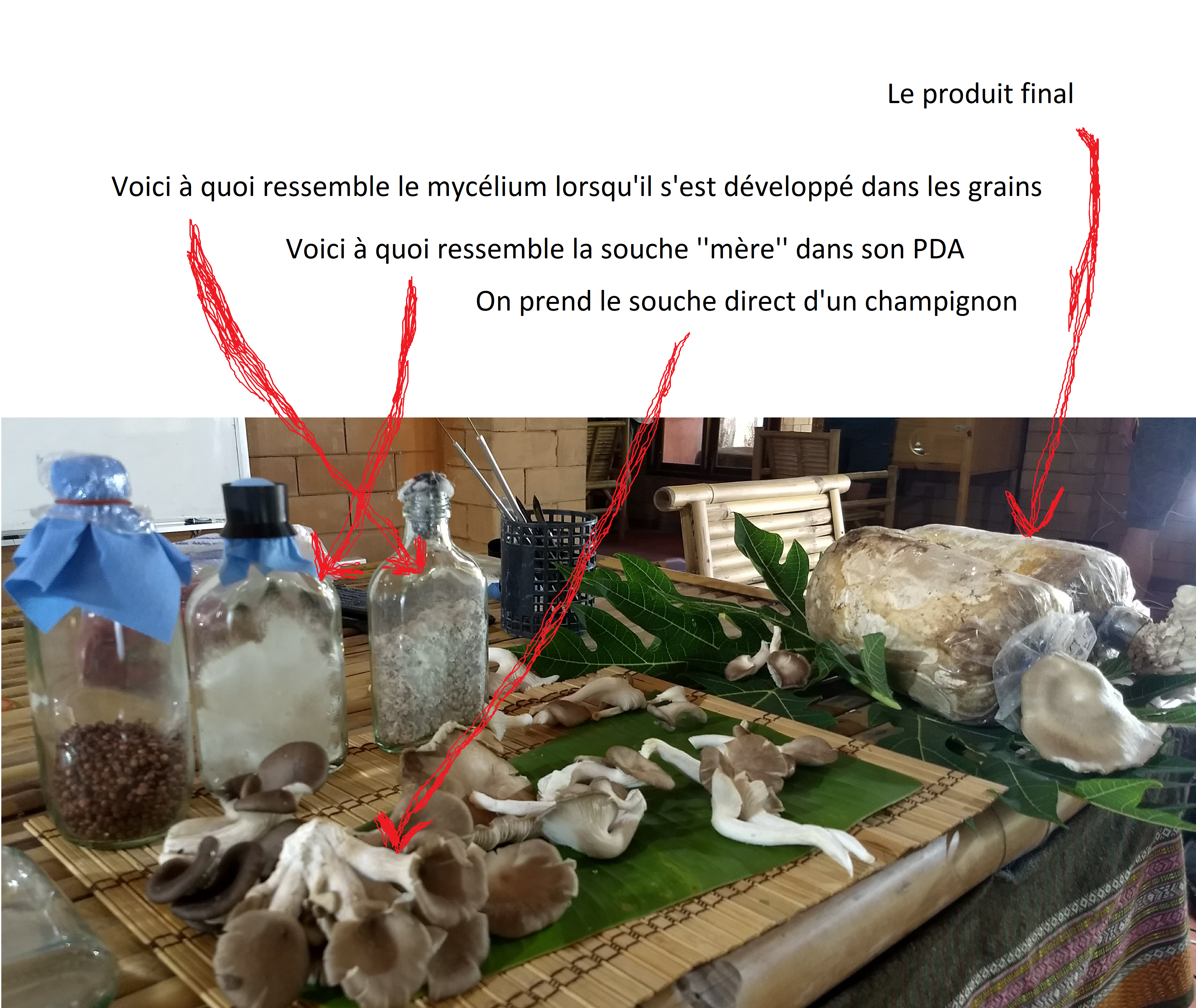 You are currently viewing Fabrication de champignons — De A à Z