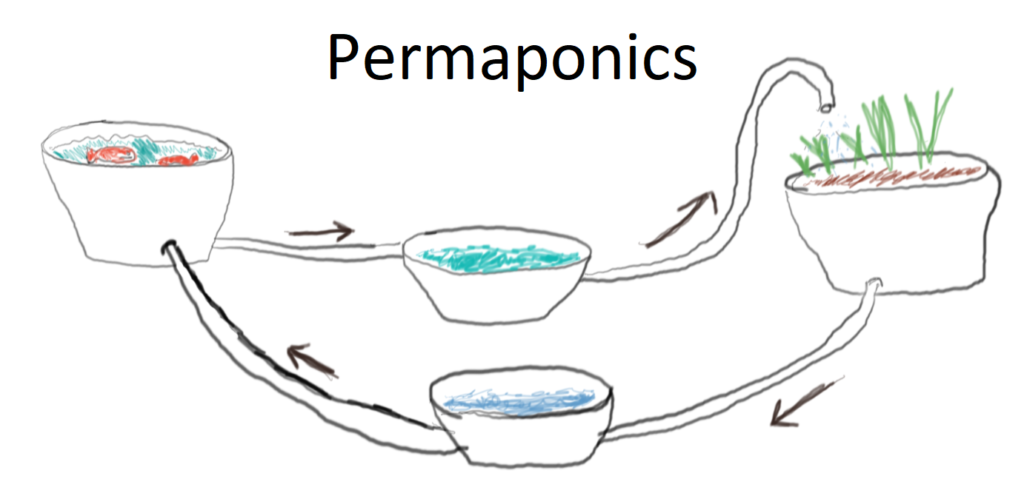 Read more about the article Bananiers et “permaponics”